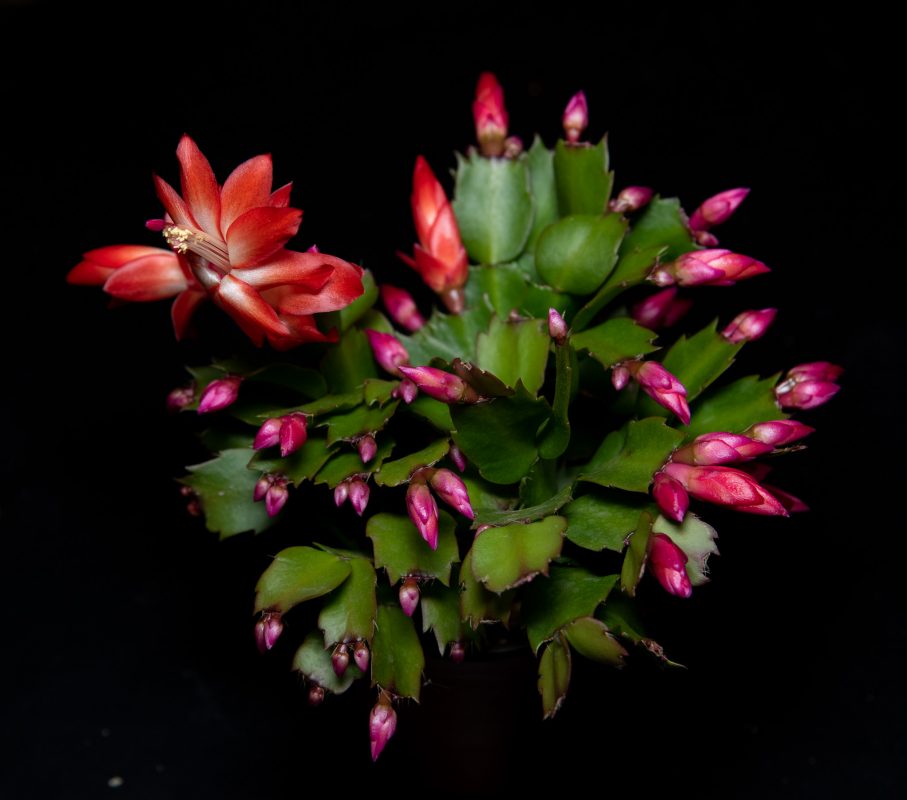 Christmas Cactus in Bloom