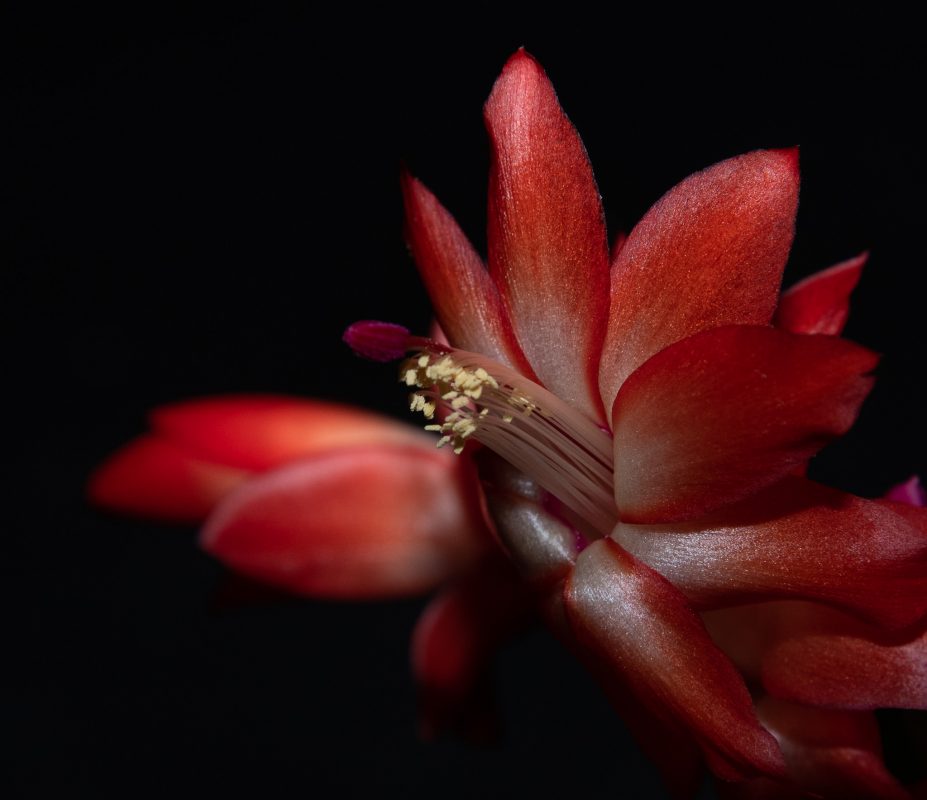 Christmas Cactus Bloom