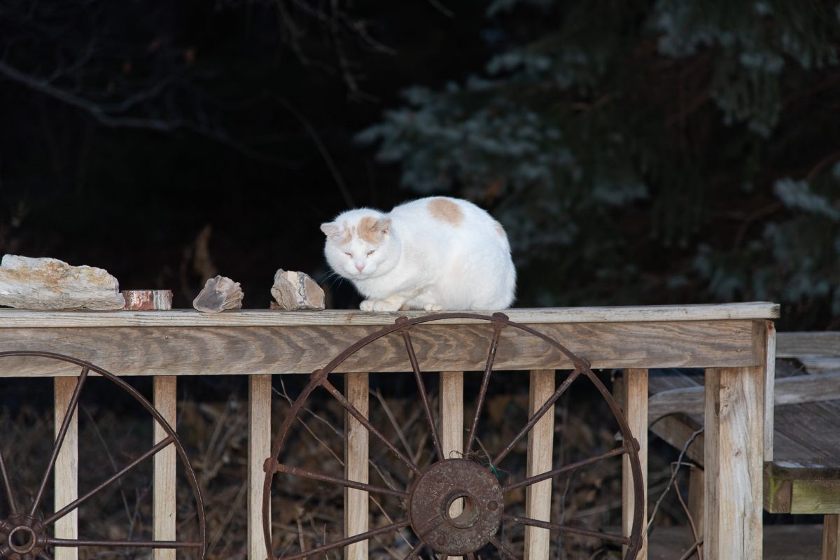 Baby - our can't touch, but can feed, homeless cat