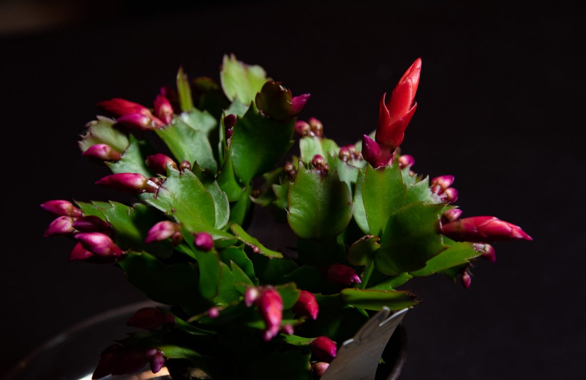 Christmas Cactus