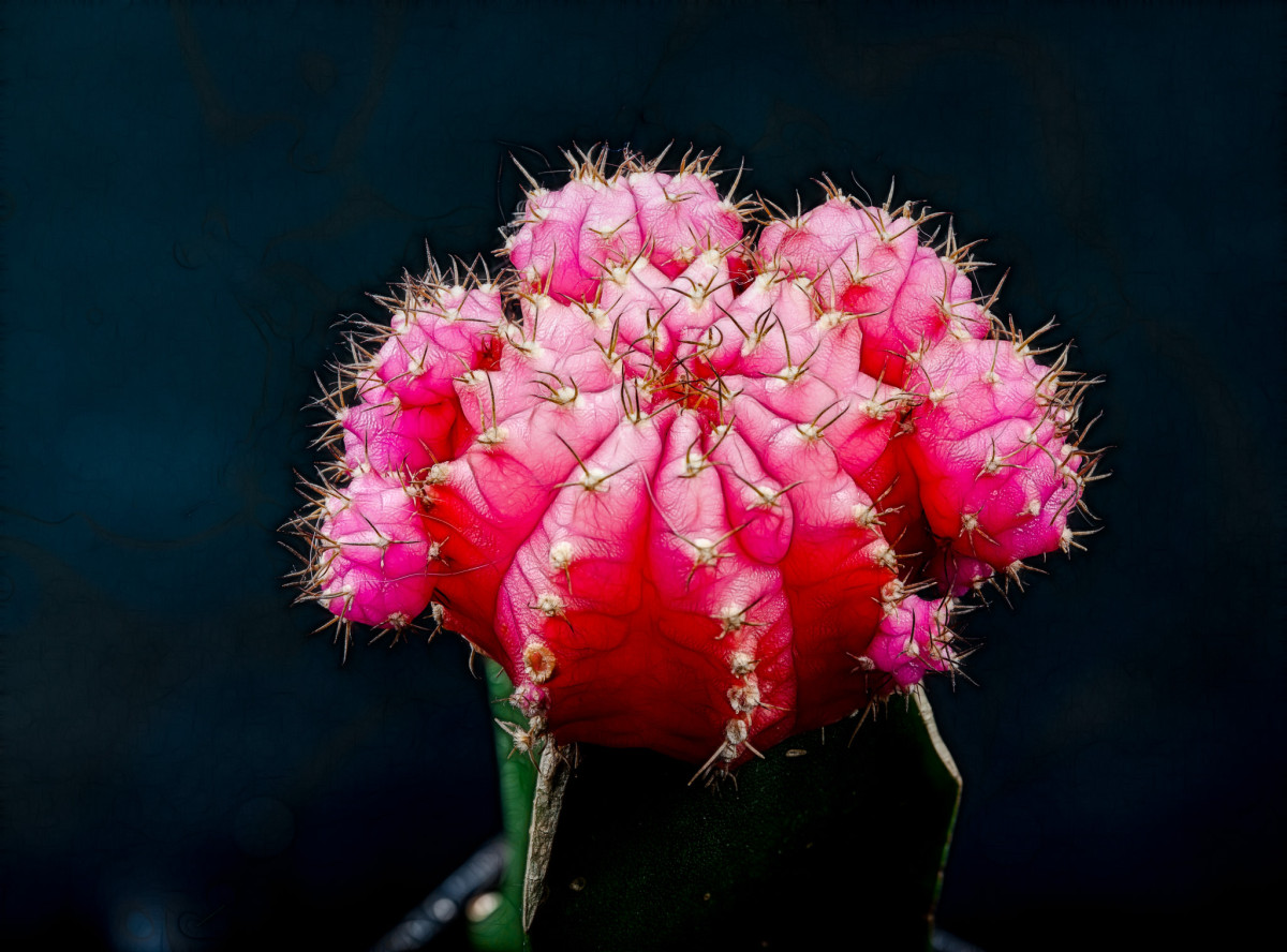 41 shot cactus, fractalized