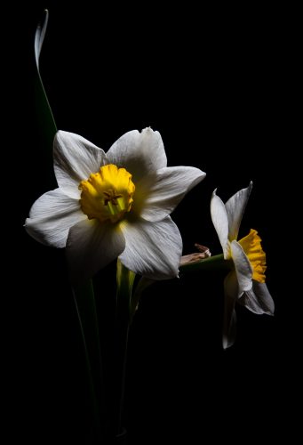 Daffodil at Night