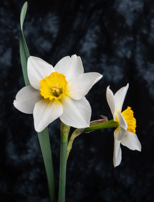 Daffodil Under Light