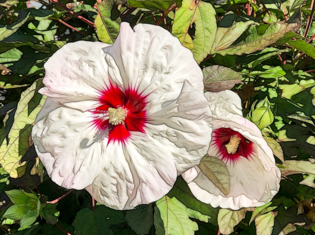 Hibiscus, slightly fractalized