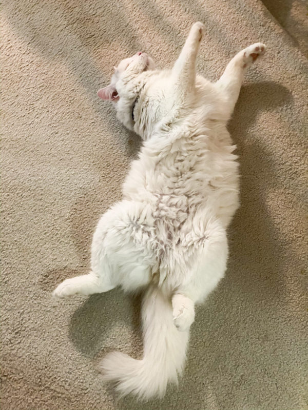 Aiko all stretched out