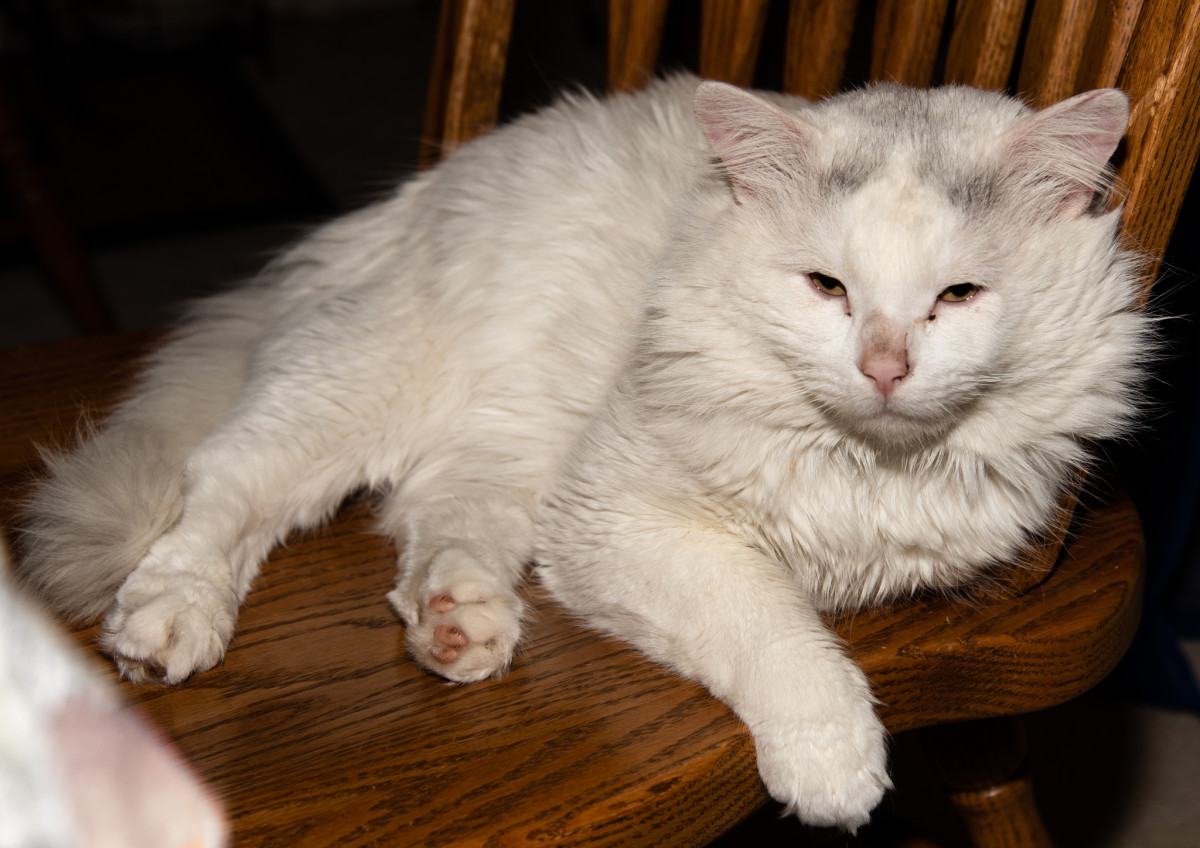Aiko in a chair