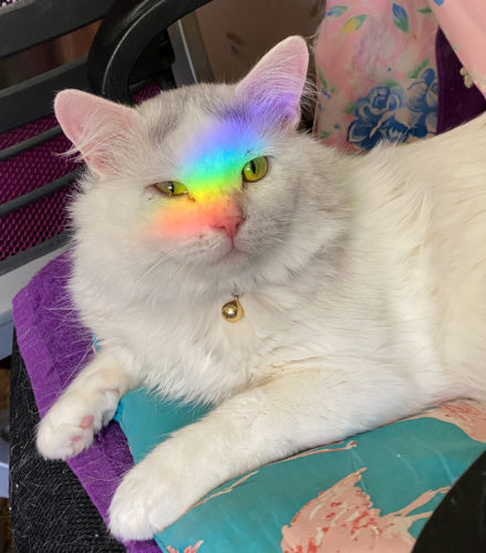 Aiko the Rainbow Kitty