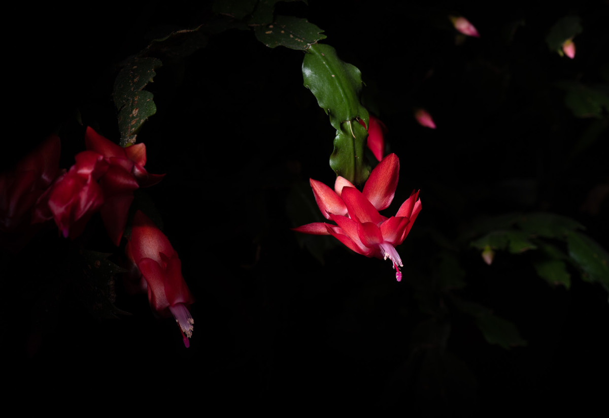 Christmas Cactus 2020