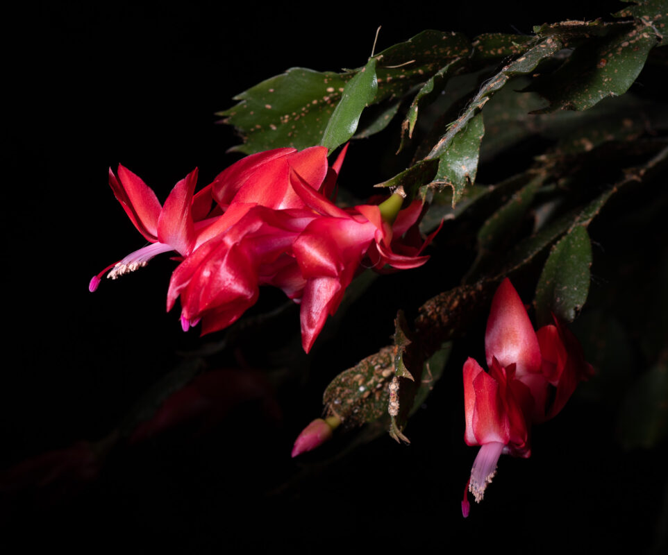 Christmas Cactus 2020