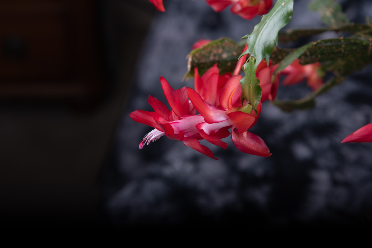 Christmas Cactus 2020