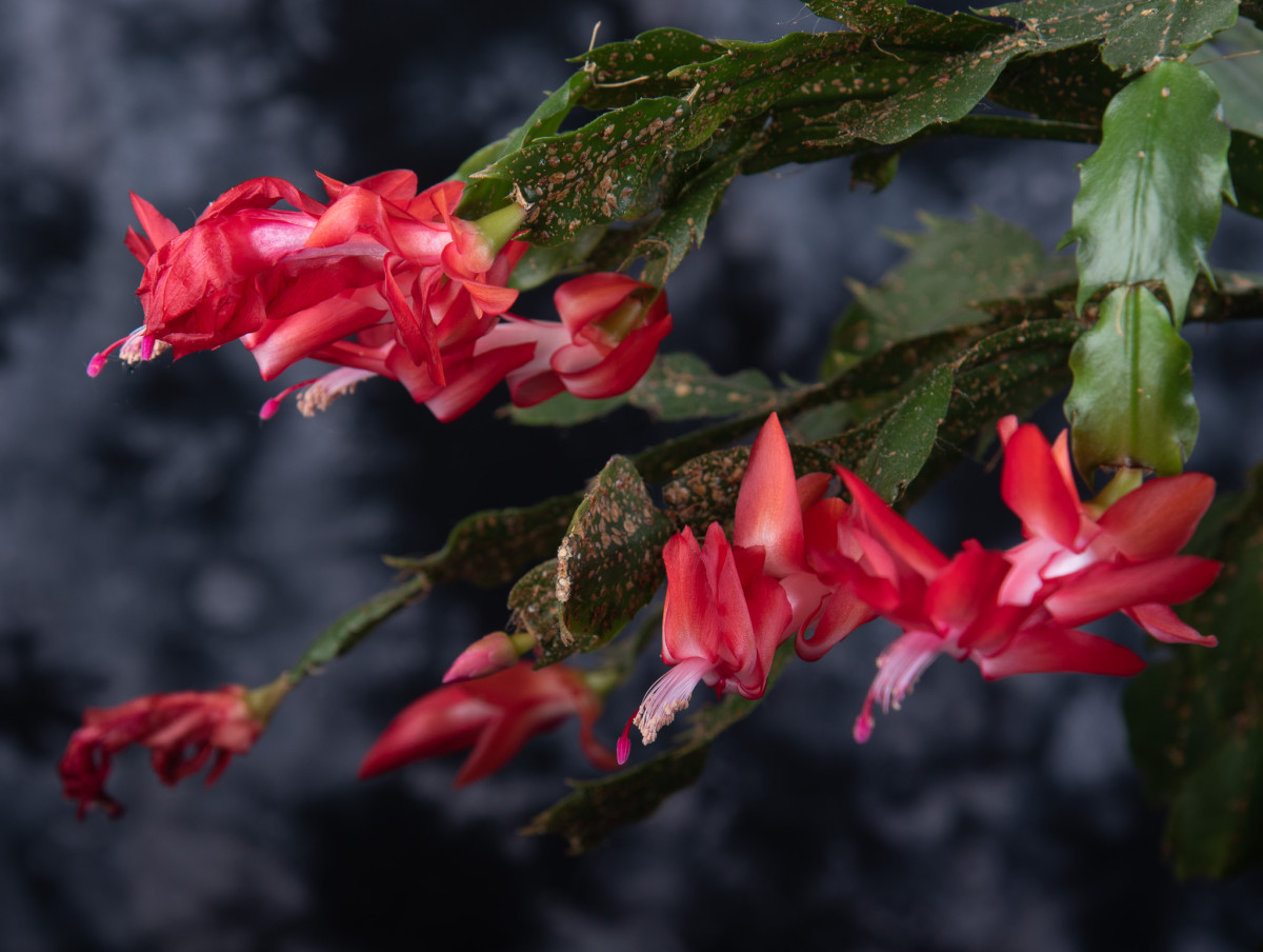 Christmas Cactus 2020