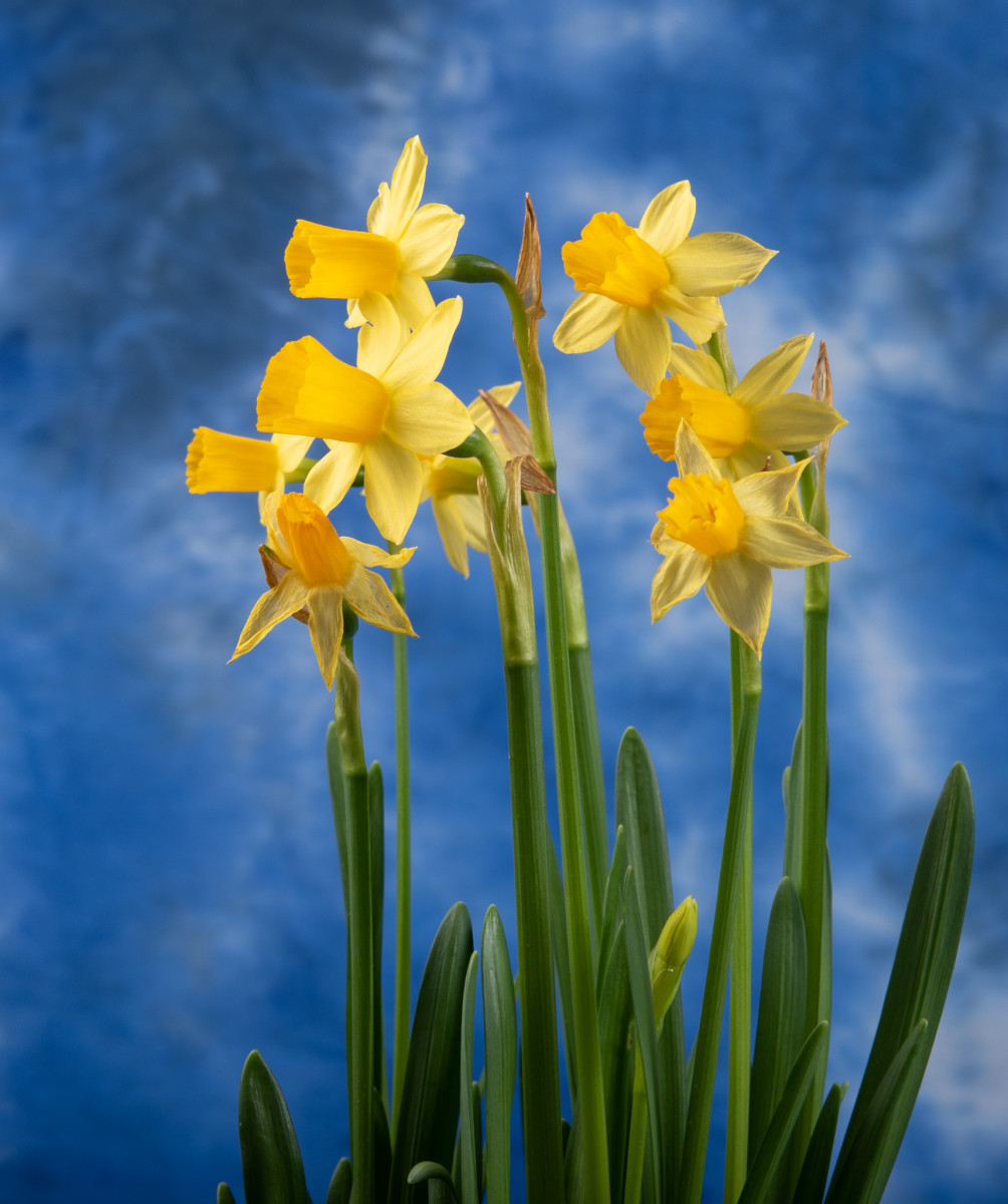 Spring Preview: Daffodils