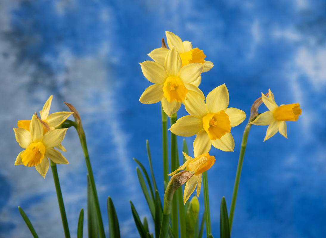 Spring Preview: Daffodils