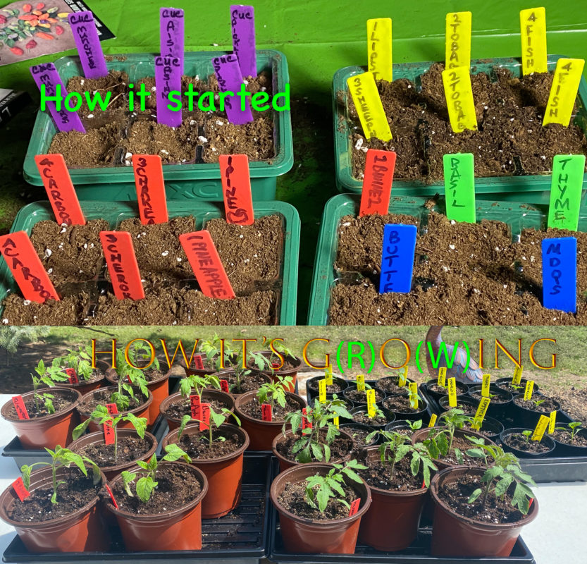Seeds to Seedlings!