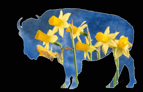 Bison Views -- Daffodils