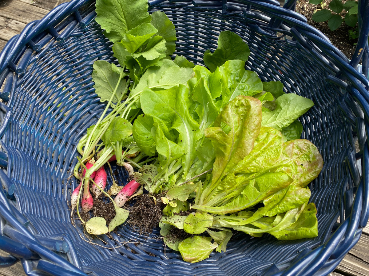 Our Garden: Radishes & Lettuce
