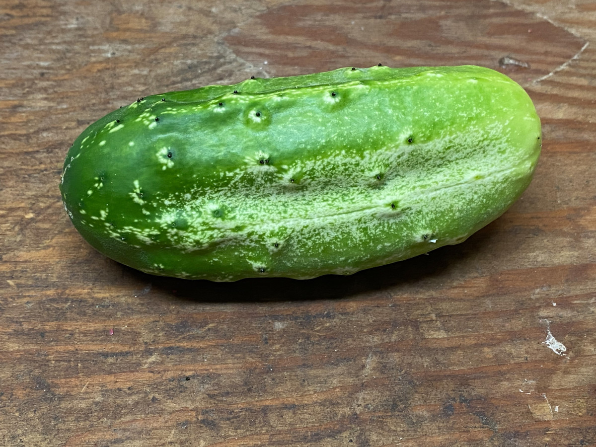 Our Garden: First Cucumber