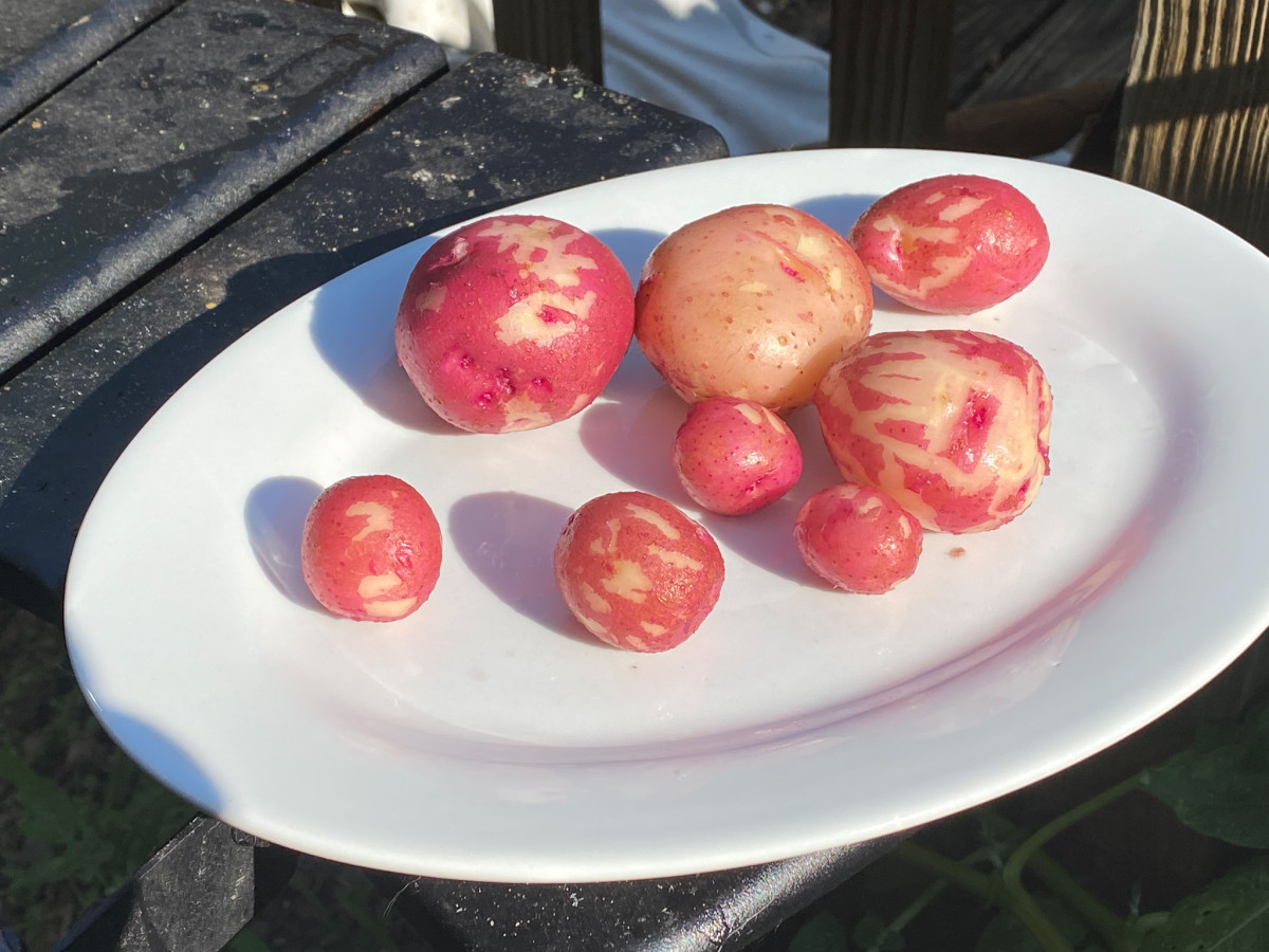 Our Garden: BEST POTATOES EVER!