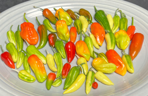 Peppers for Pepper Relish