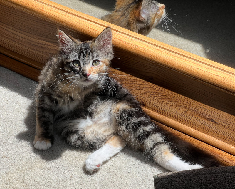 Kittens
