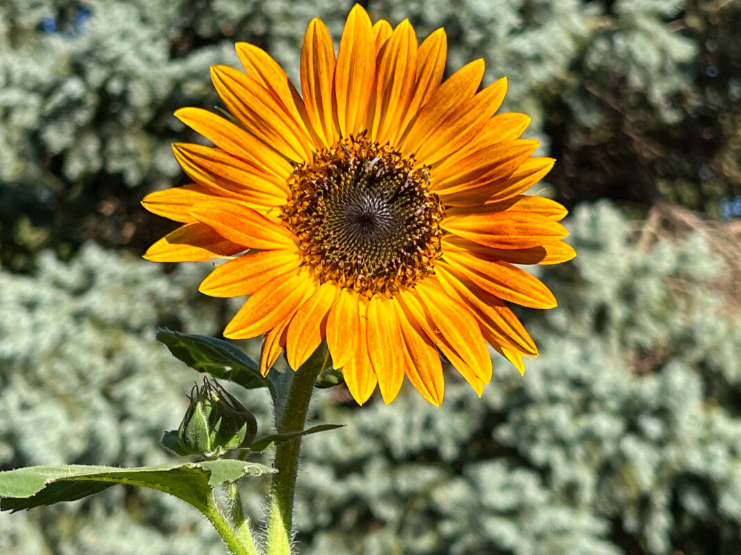 Two Tone Sunflower