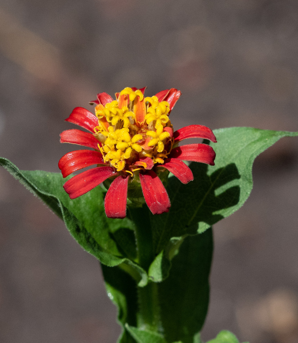 Delicate Zinnia