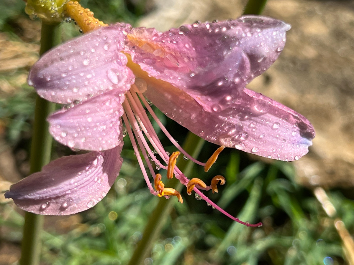 Resurrection Lily
