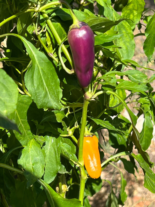 Purple and Orange Peppers