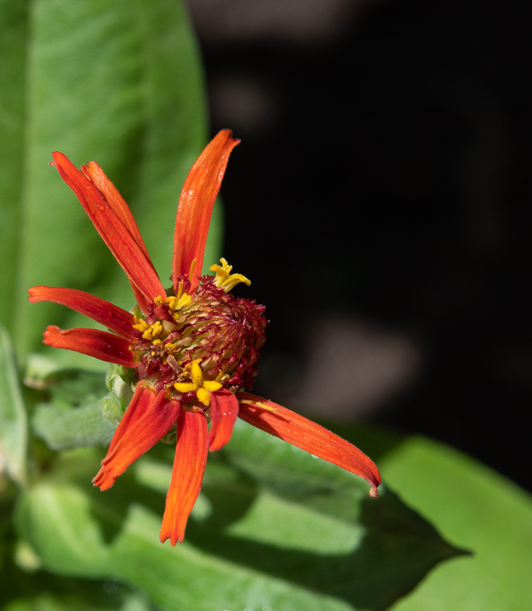 Delicate Zinnia