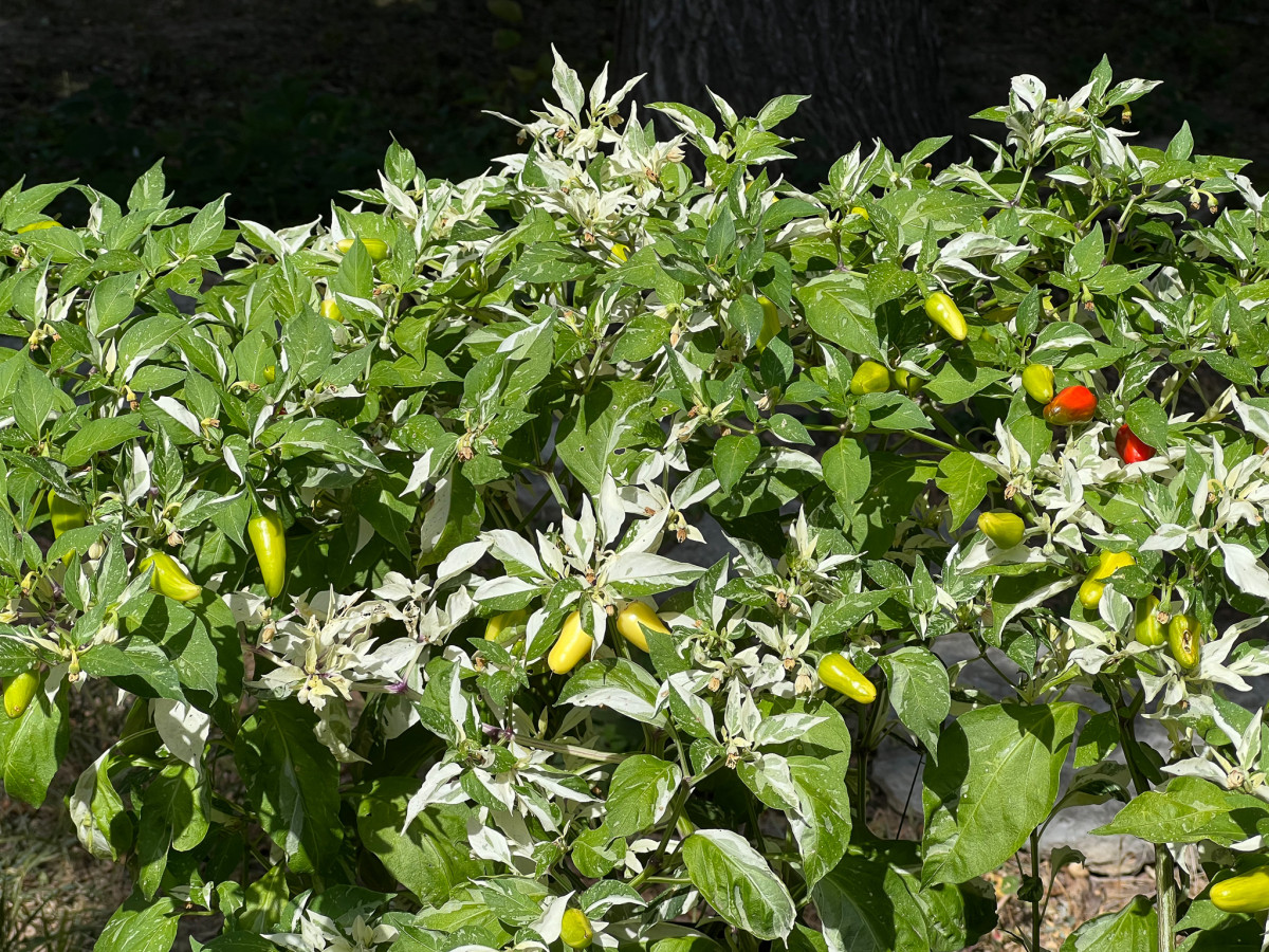 Peppers, Peppers, Peppers