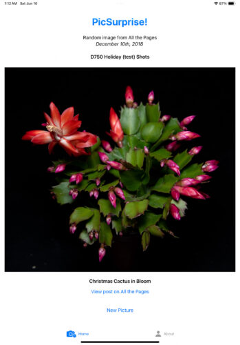PicSurprise! first screenshot with app name, showing image of Christmas cactus
