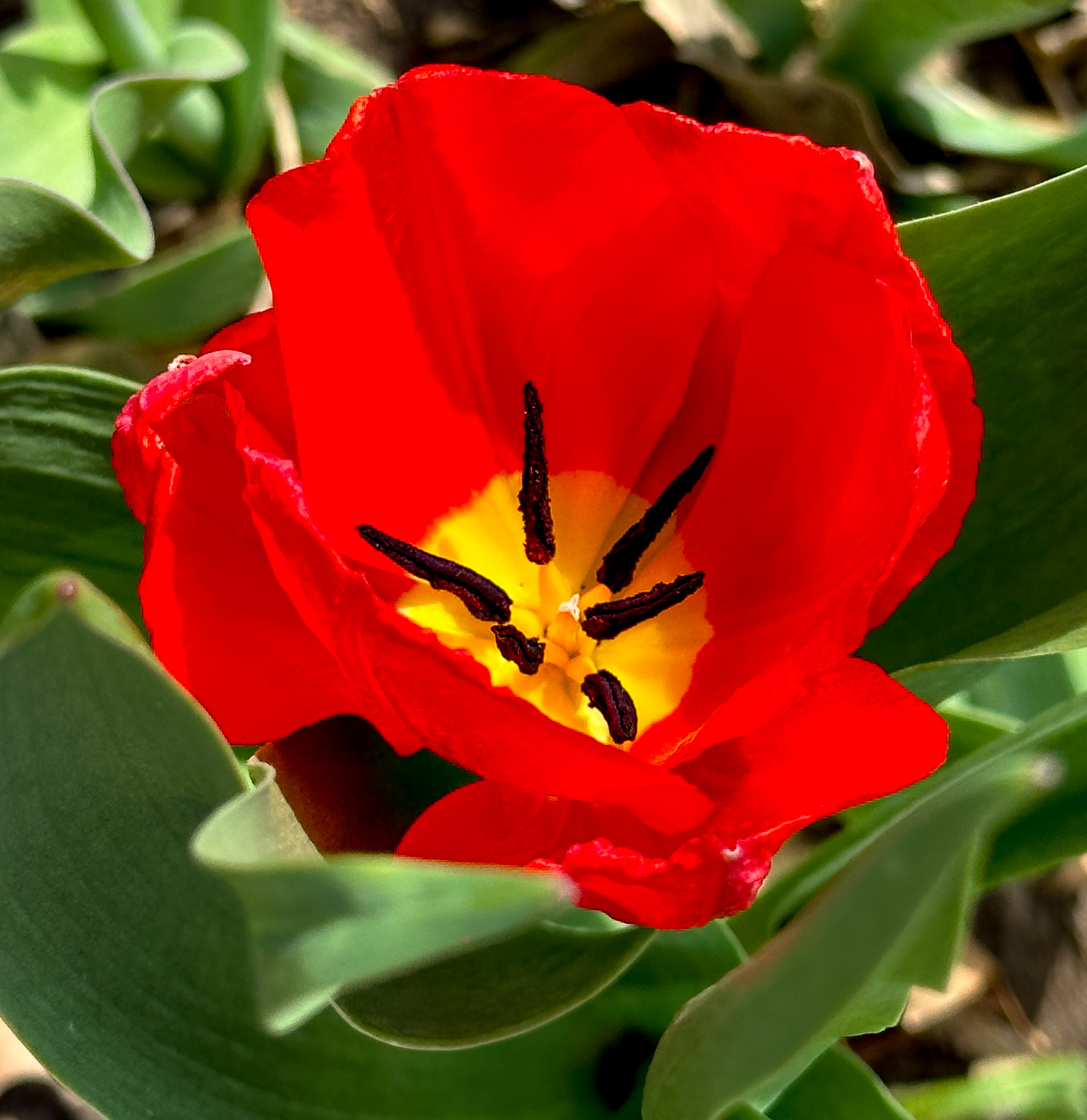 Red Tulip with Yellow Center