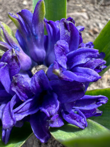 Purple Hyacinth - closeup