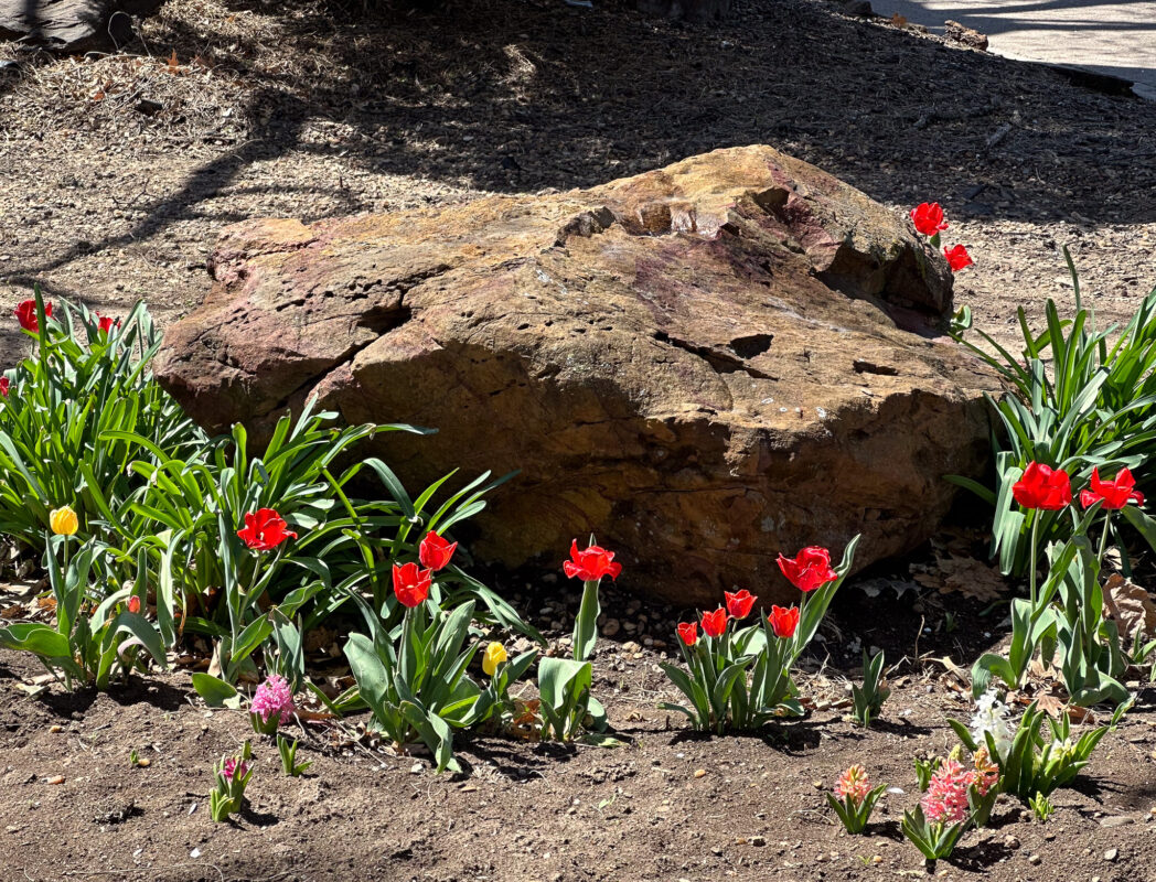 Group of colorful tulips