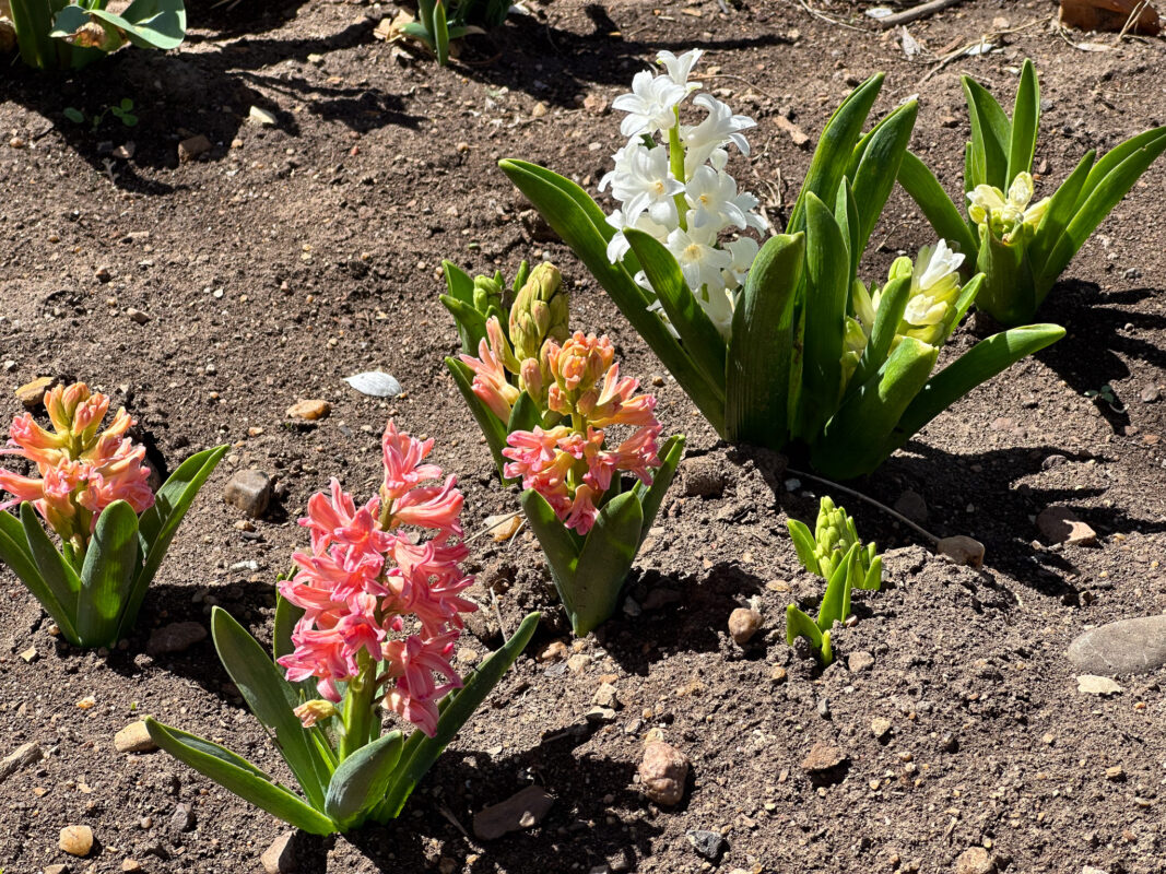 Group of colorful hyacinths
