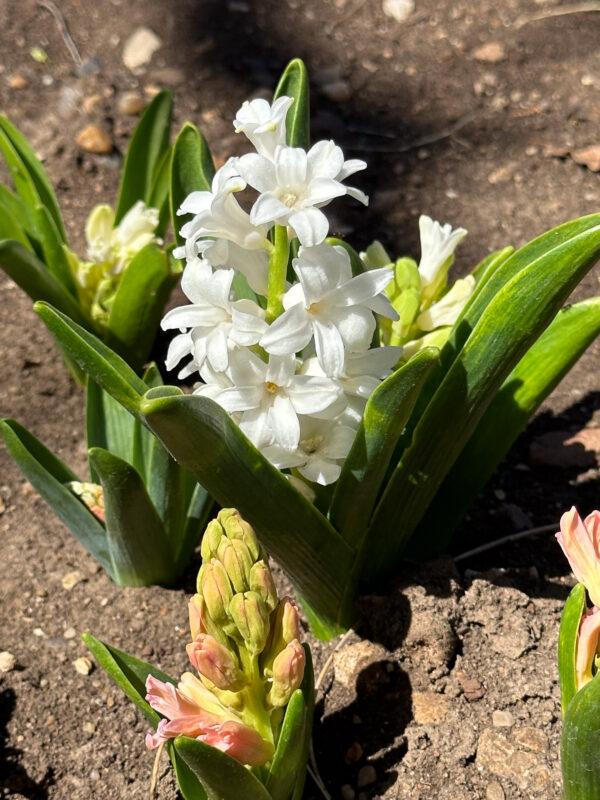 White Hyacinth