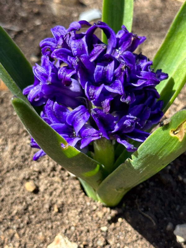 Purple Hyacinth