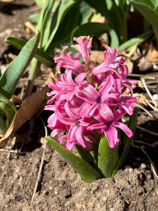 Pink Hyacinth