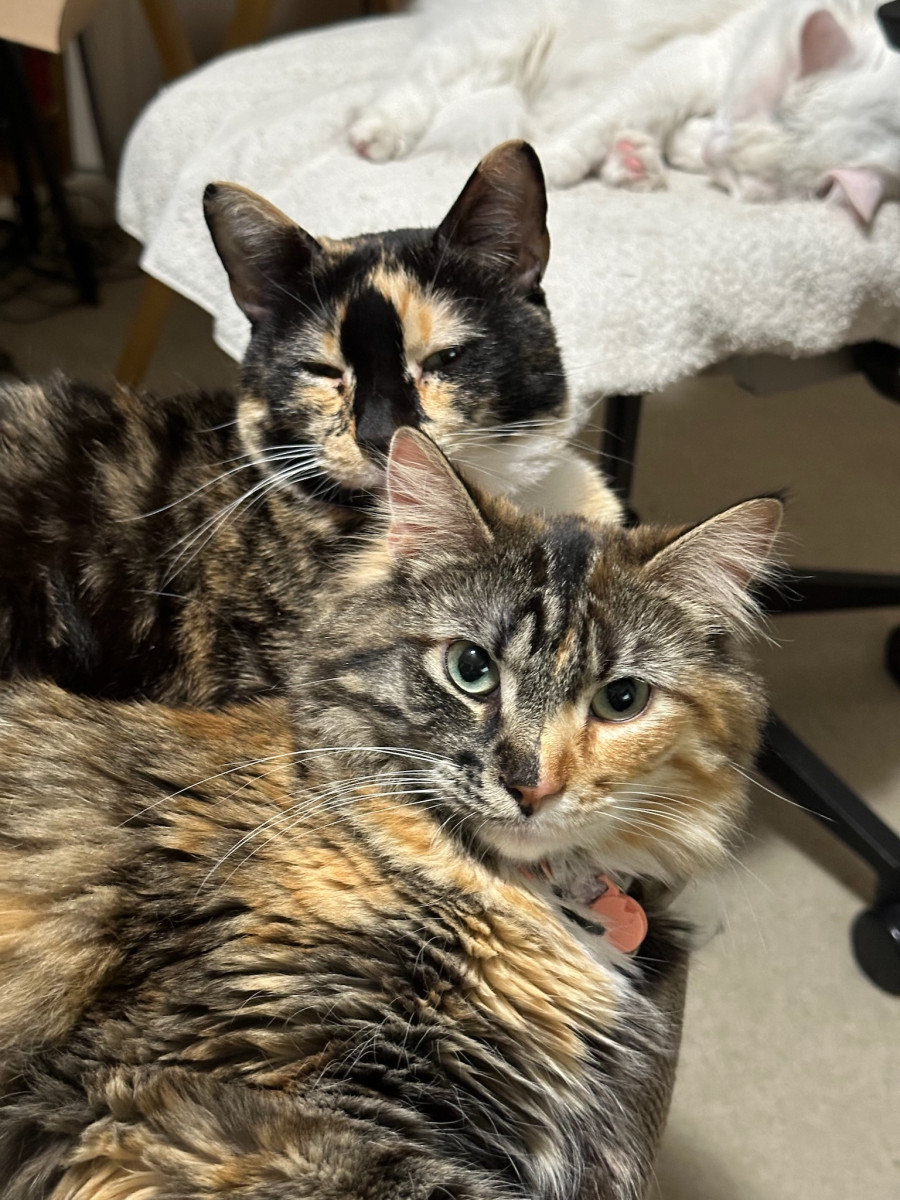 Althea, Patches and Aiko