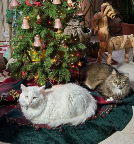 Aiko and Princess in front of the Christmas tree.