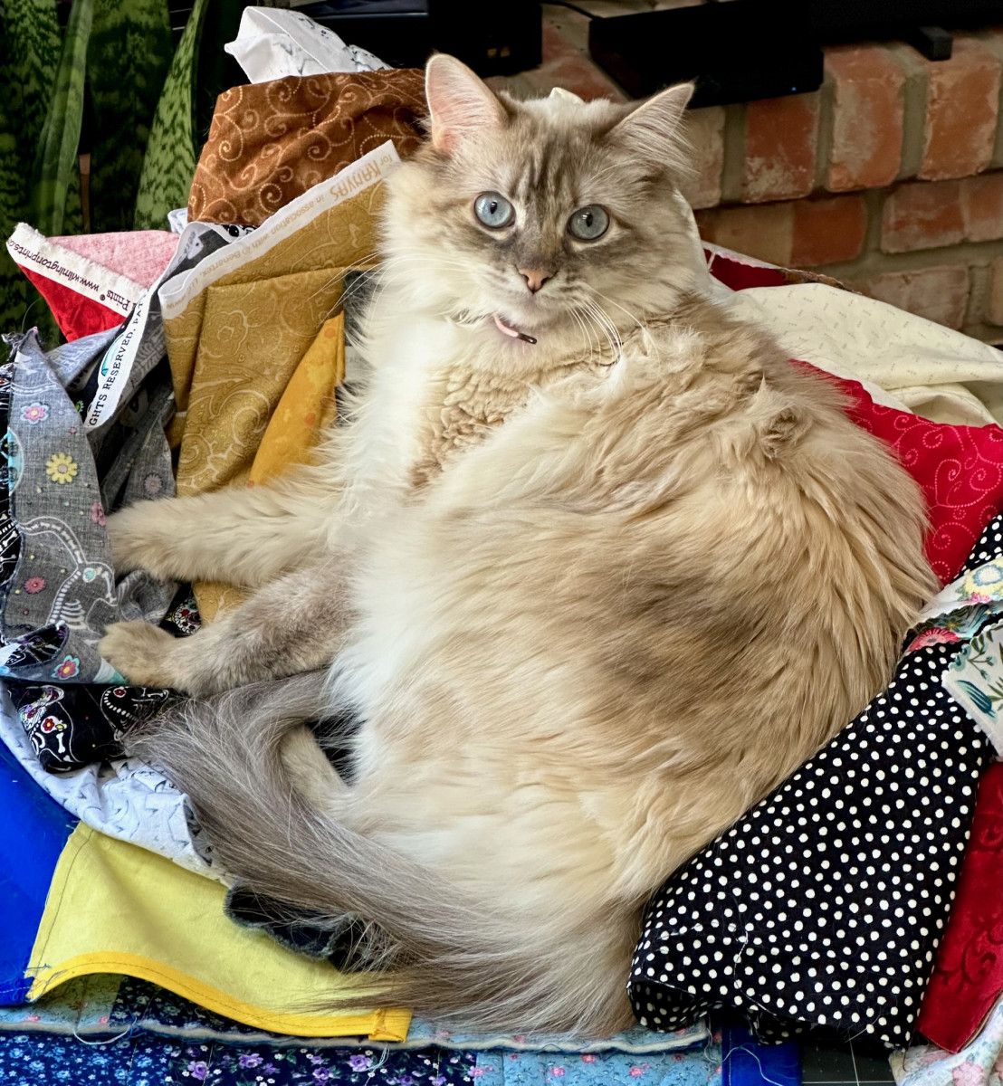 Cassidy on my fabric.