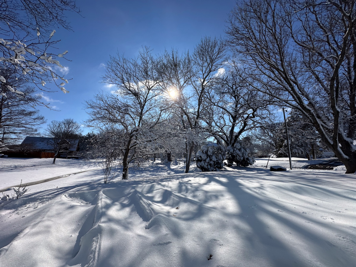 Snow covered trees and surrounding grounds