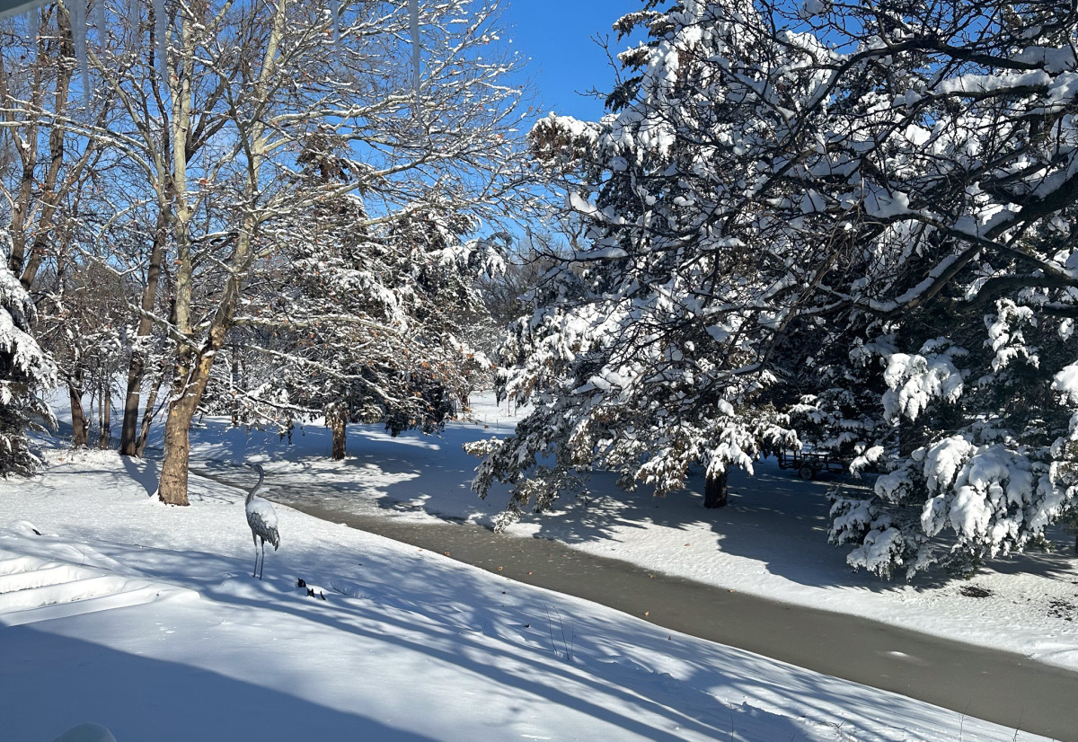 Snow covered trees and surrounding grounds