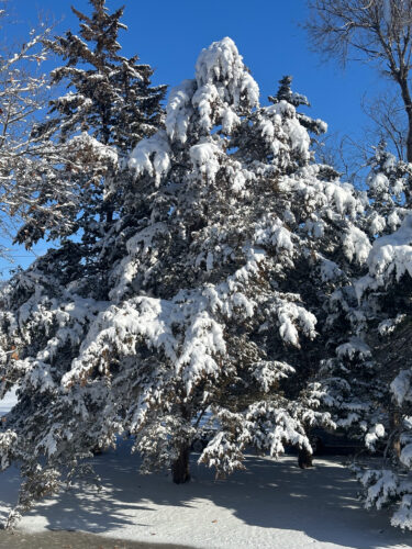 Snow covered trees and surrounding grounds
