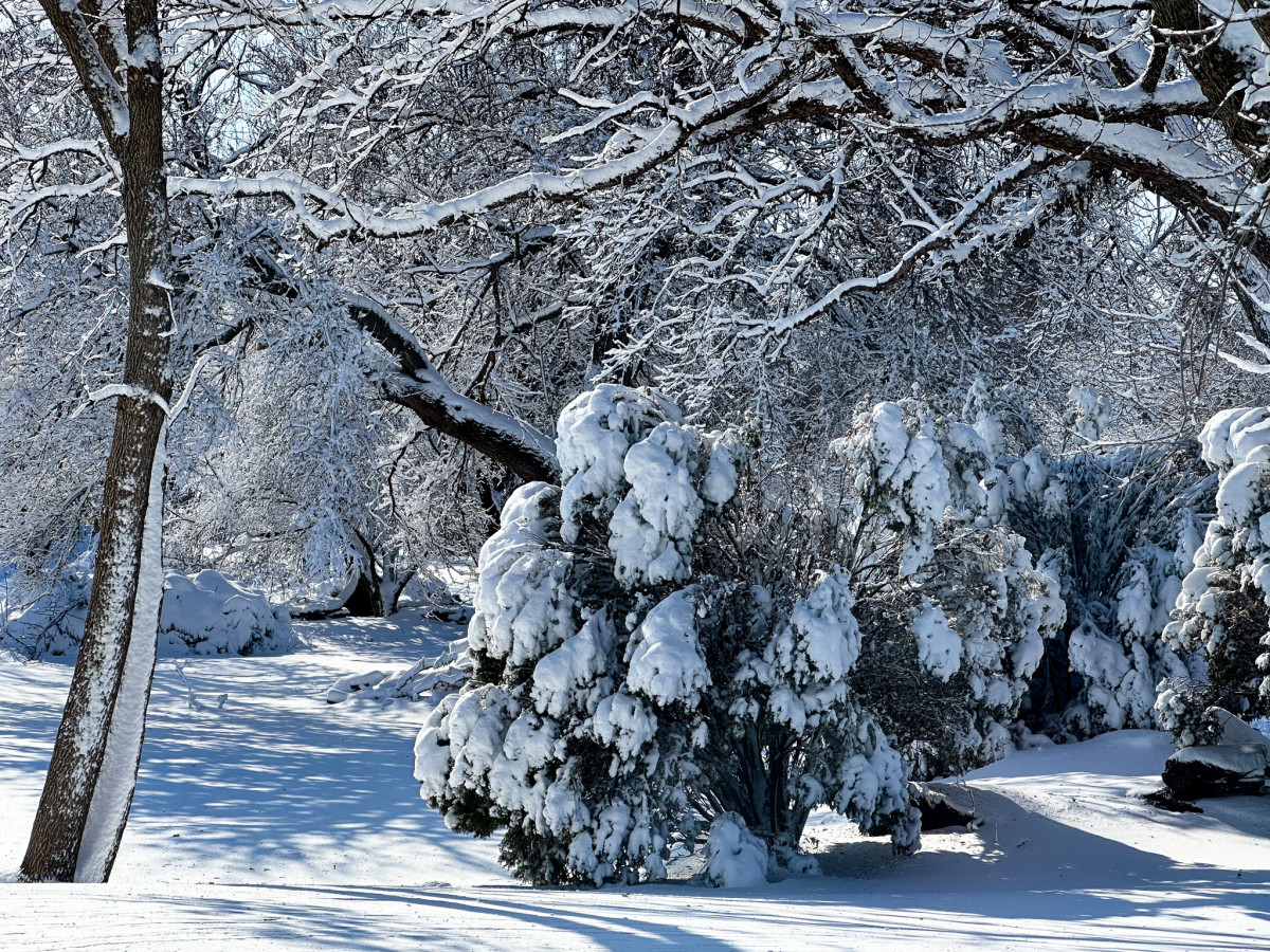 Snow covered trees and surrounding grounds