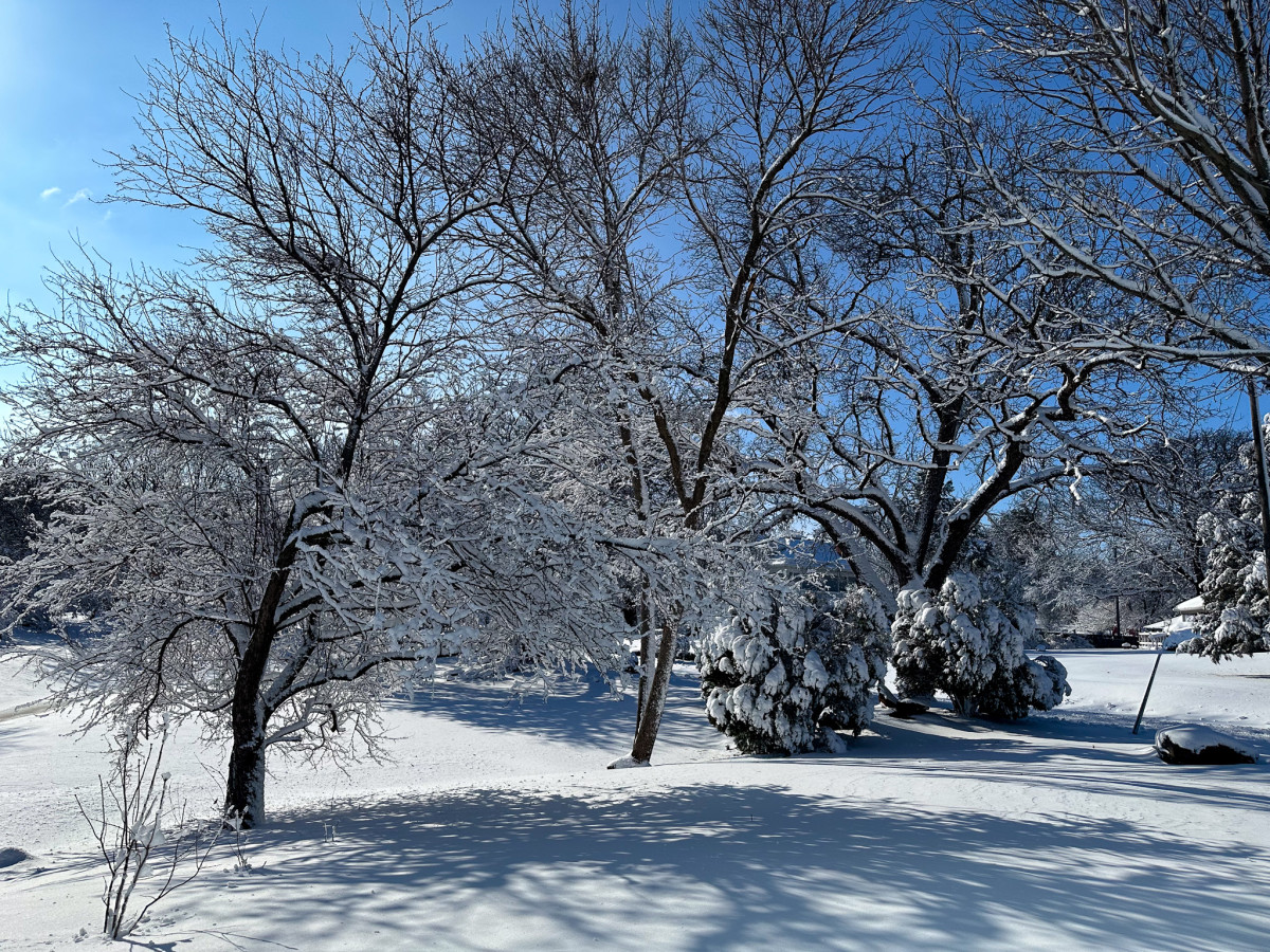 Snow covered trees and surrounding grounds