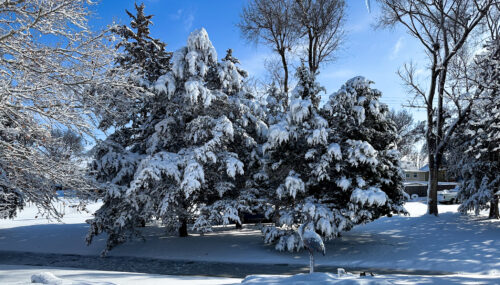 Snow covered trees and surrounding grounds