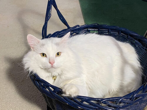 Aiko in a blue basket.