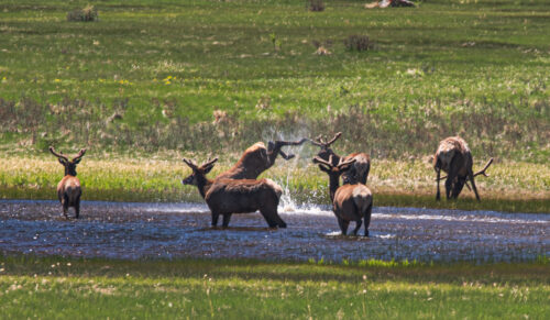 Playful Elk, RMNP