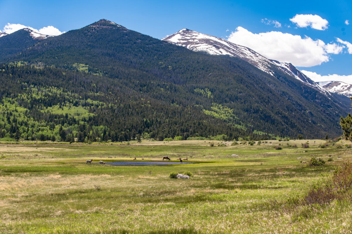 Elk and Big Horn Sheep, RMNP